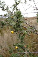 Image of Crataegus orientalis subsp. pojarkovae (Kossych) J. I. Byatt