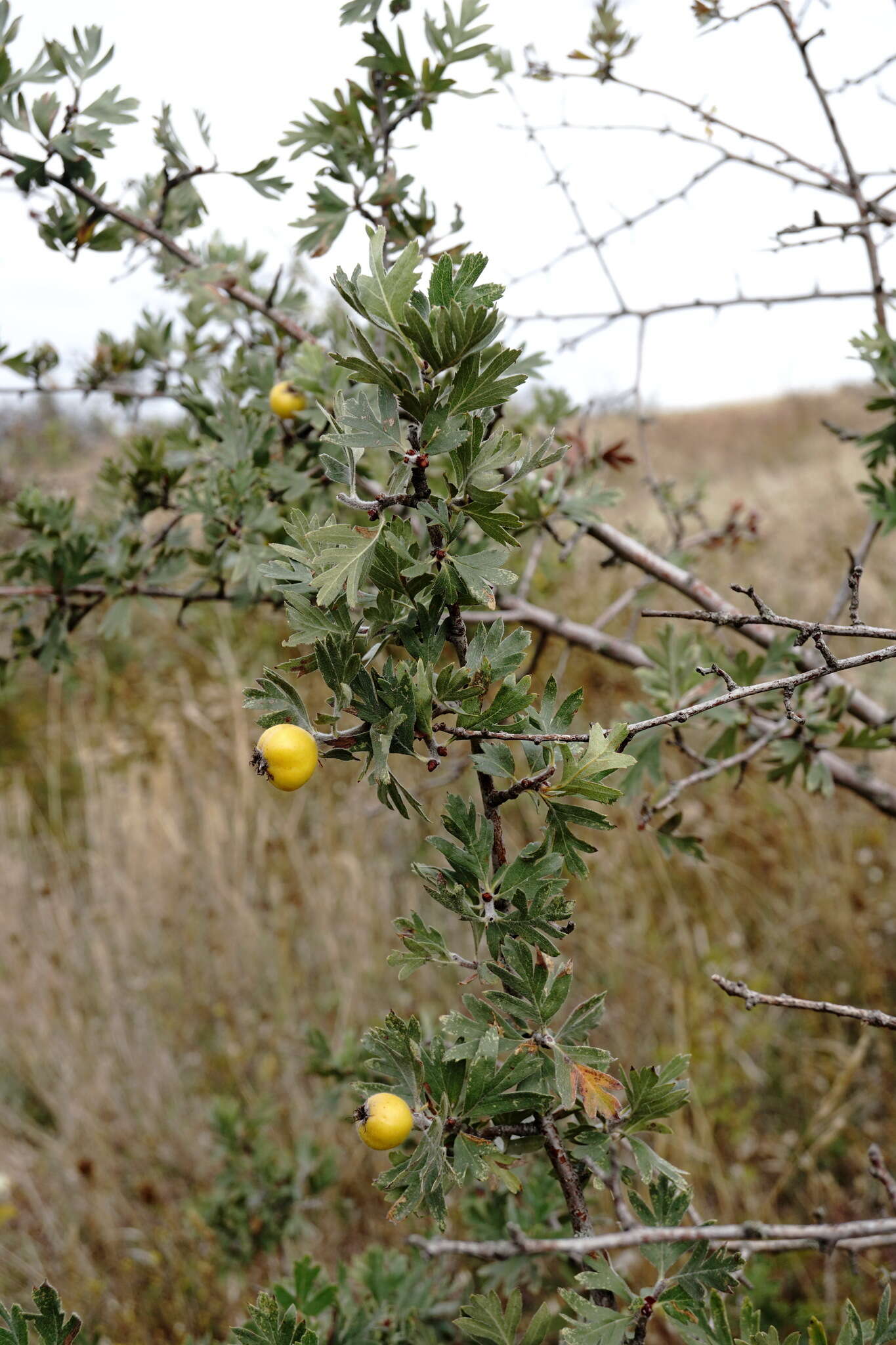 Sivun Crataegus orientalis subsp. pojarkovae (Kossych) J. I. Byatt kuva