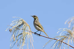 Image of Mangrove Honeyeater