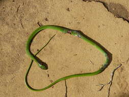 Image of Eastern Green Snake