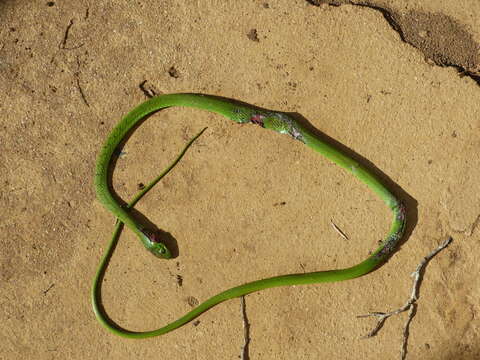 Image of Eastern Green Snake