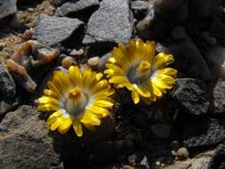 Image of Lithops herrei L. Bol.