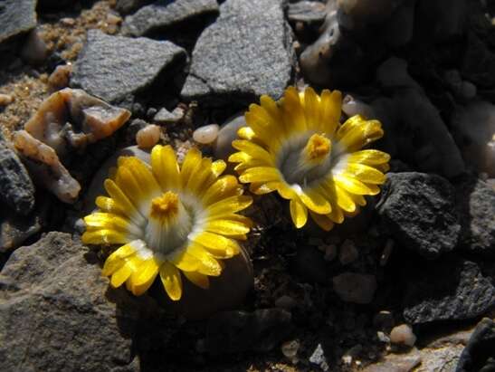 Image of Lithops herrei L. Bol.