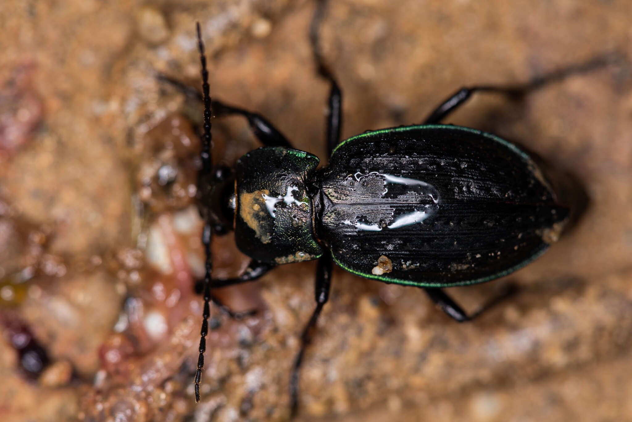 Plancia ëd Carabus (Eucarabus) arcensis faldermanni Dejean 1829