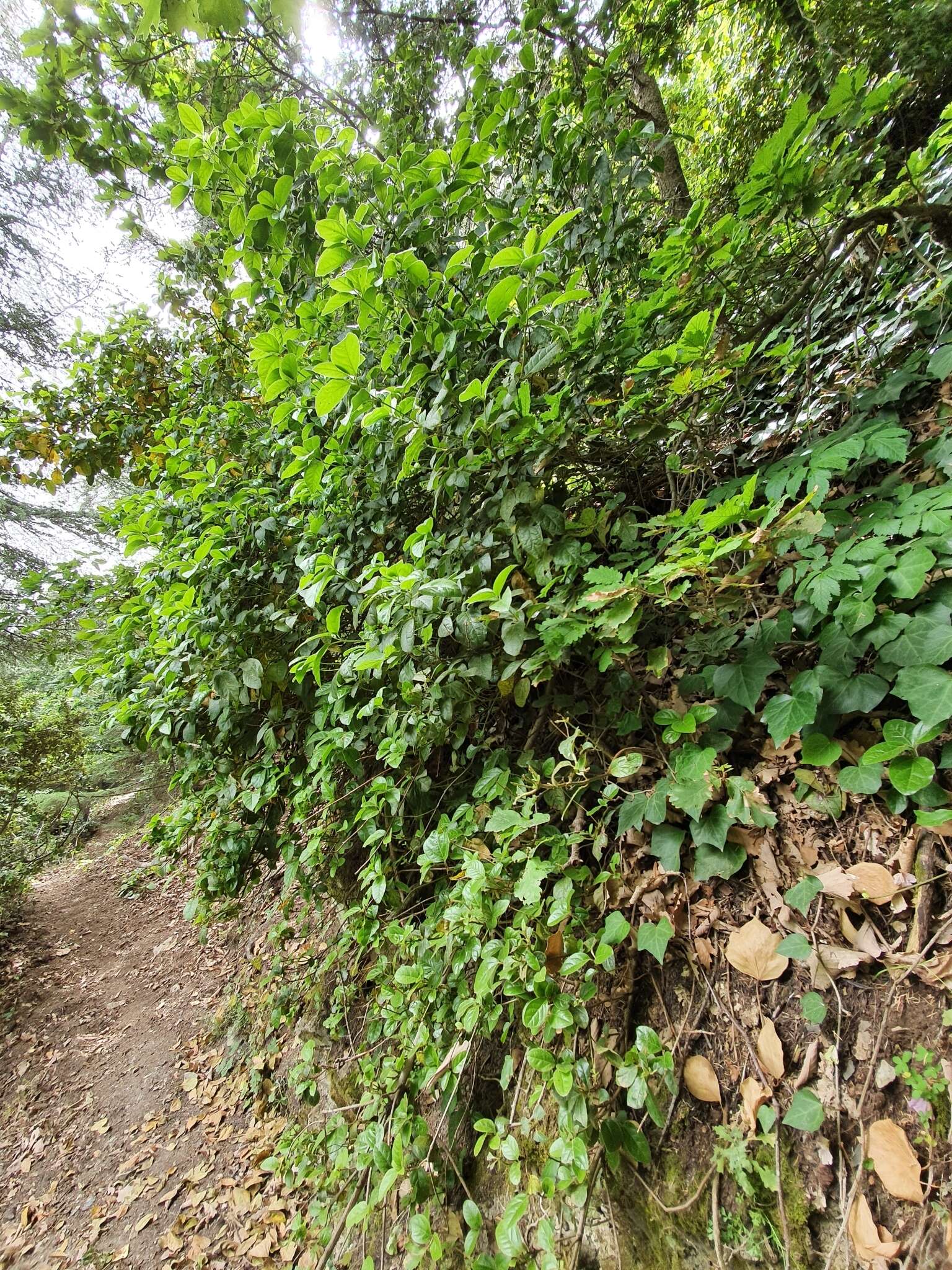 Image of Viburnum tinus subsp. tinus