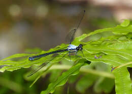 Image of azure flatwing