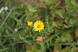 صورة Ixeris chinensis (Thunb.) Kitag.