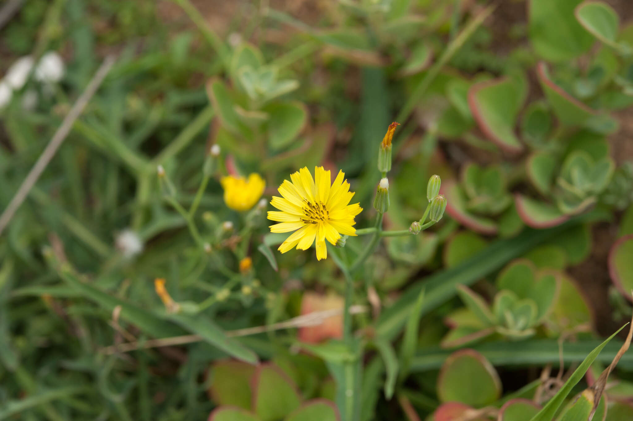 صورة Ixeris chinensis (Thunb.) Kitag.