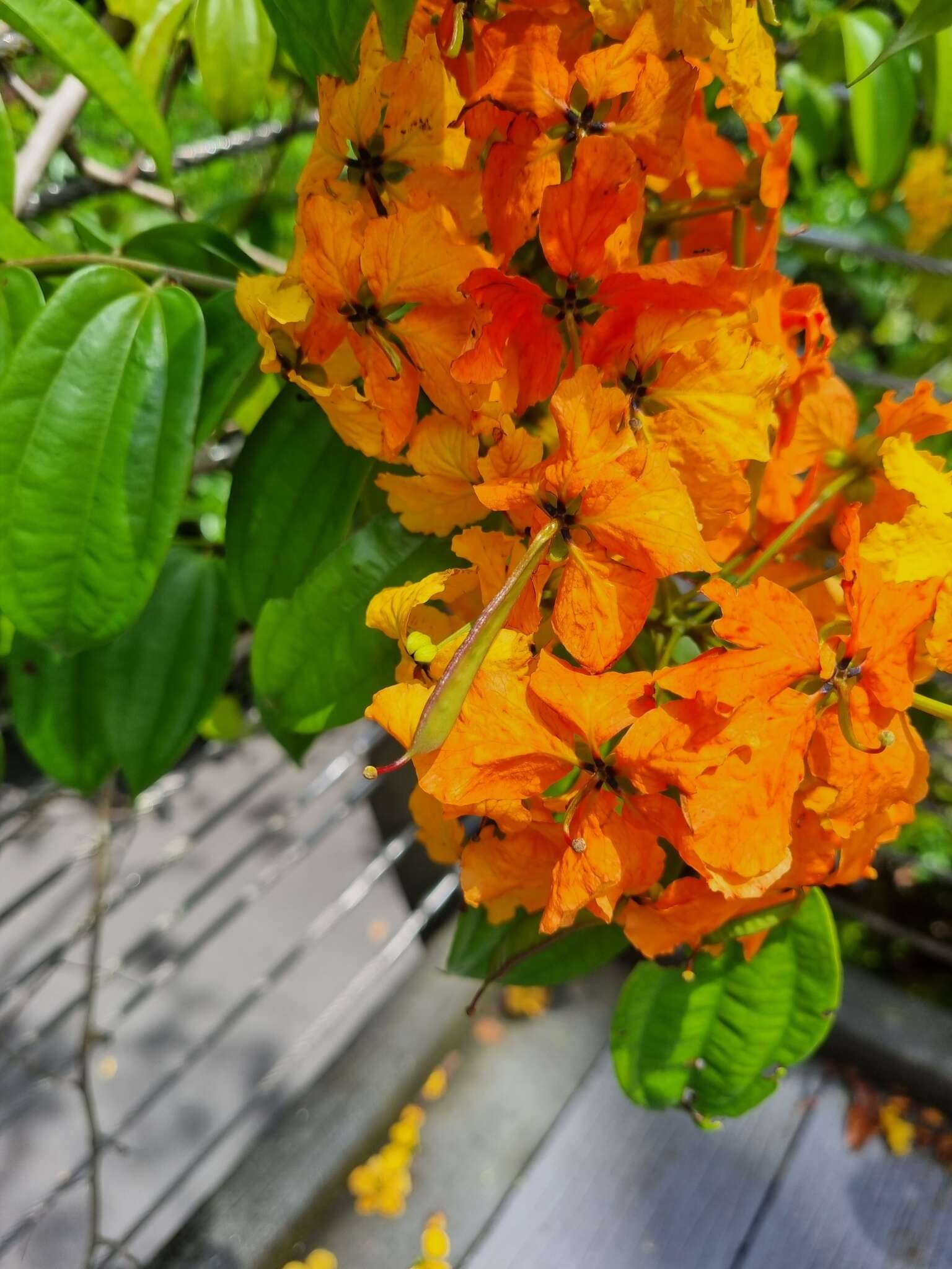 Image of Bauhinia kockiana var. kockiana