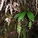 Image of Coelogyne kinabaluensis Ames & C. Schweinf.