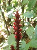 صورة Ruellia colonensis D. C. Wassh.