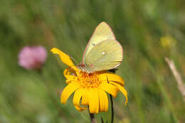 Image de <i>Colias palaeno europomene</i> Ochsenheimer 1816