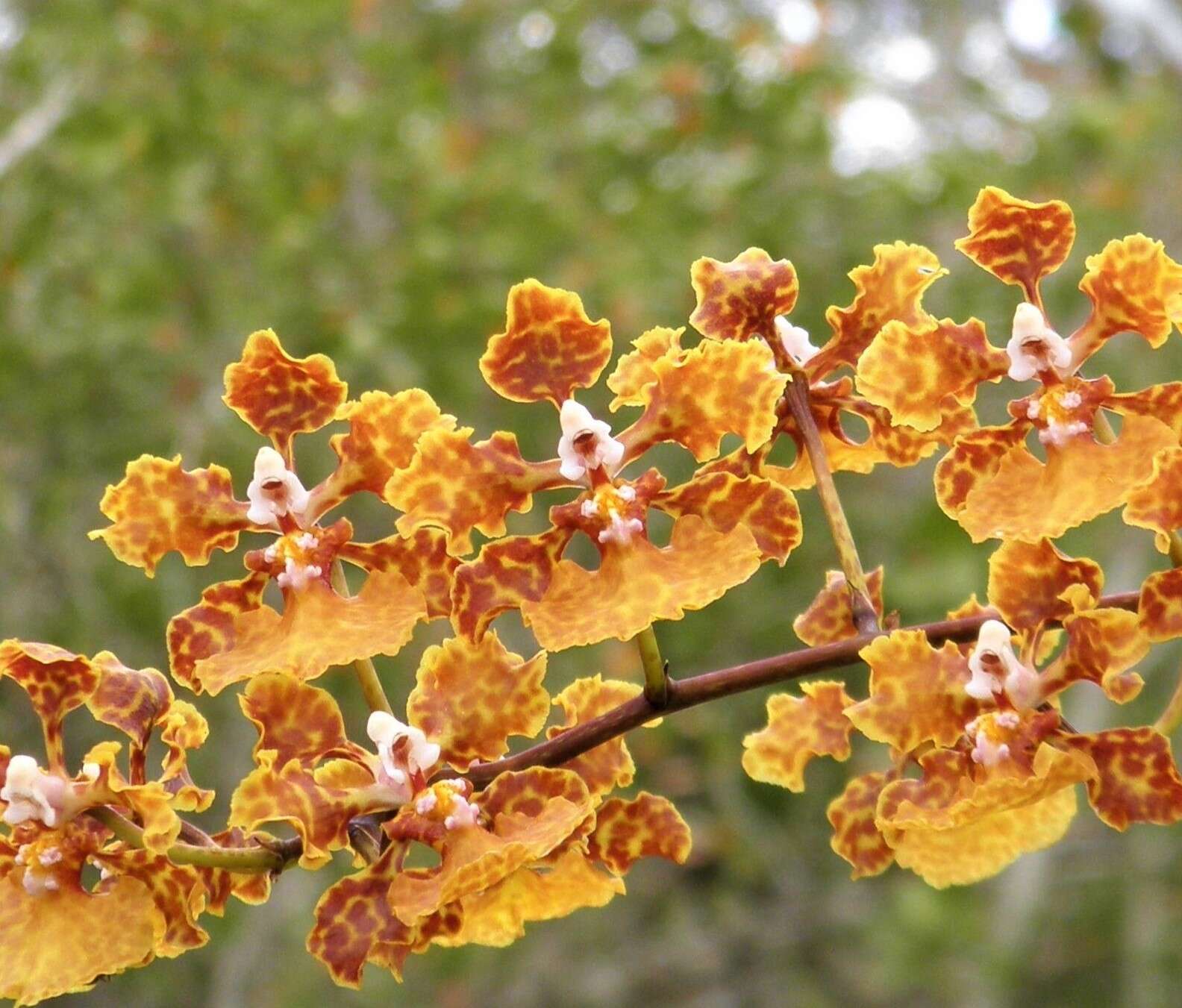 Image of spotted mule-ear orchid