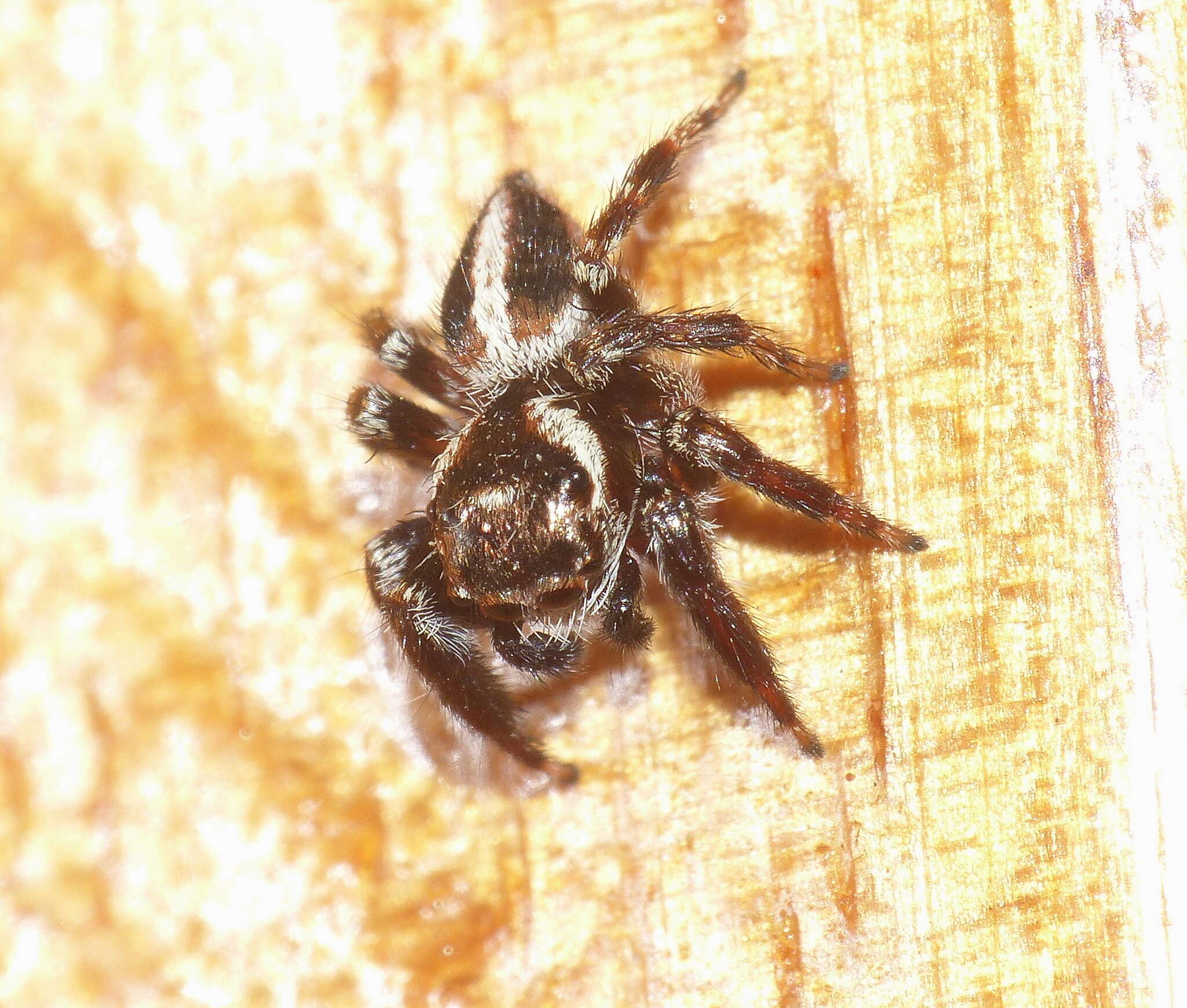 Image of Evarcha denticulata Wesolowska & Haddad 2013