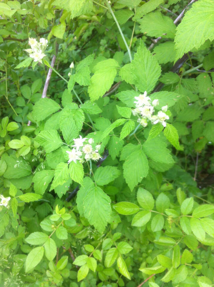 Image of black raspberry