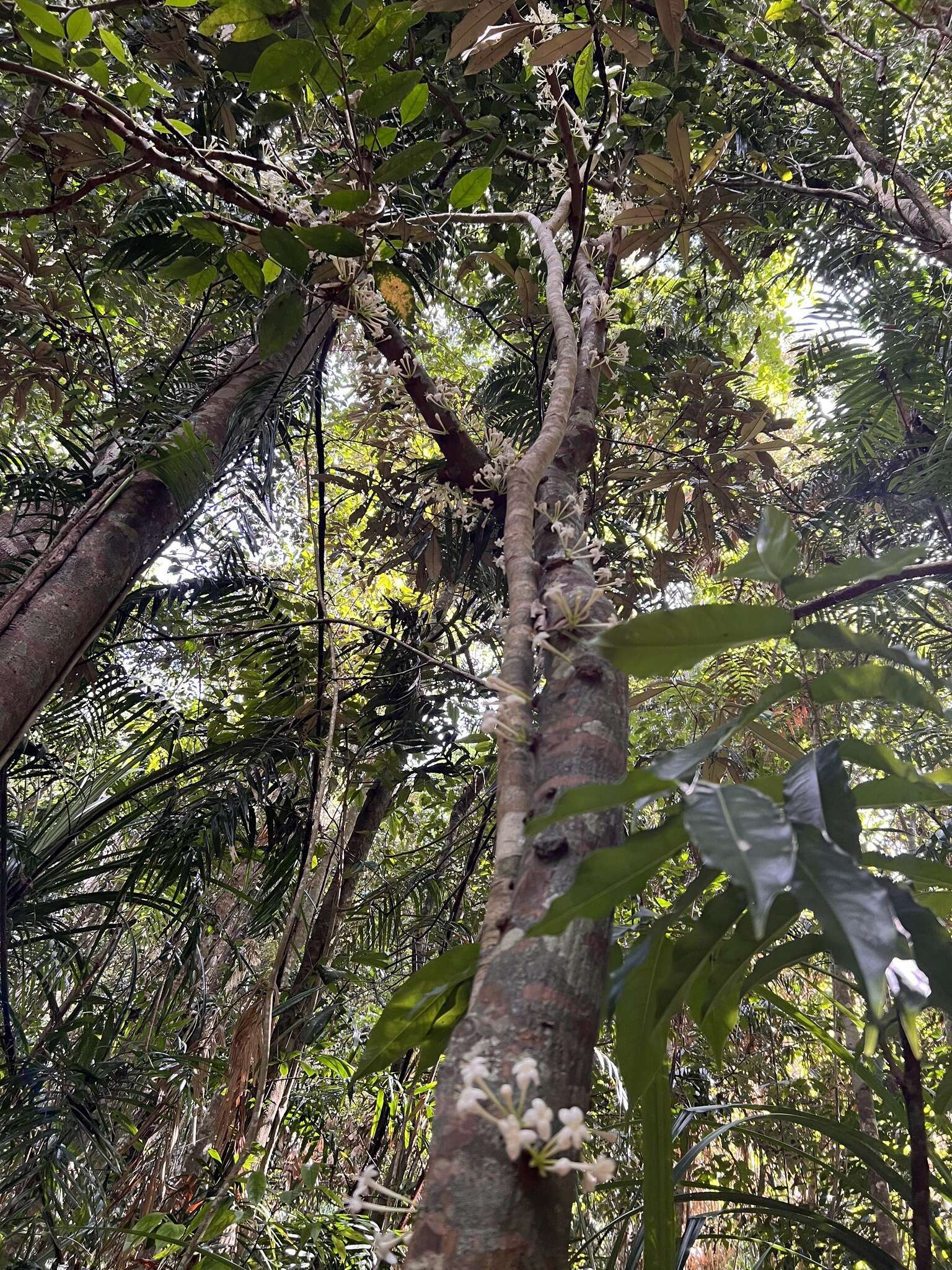 Image of Phaleria clerodendron F. Müll. ex Benth.