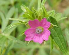 Image of cut-leaved cranesbill