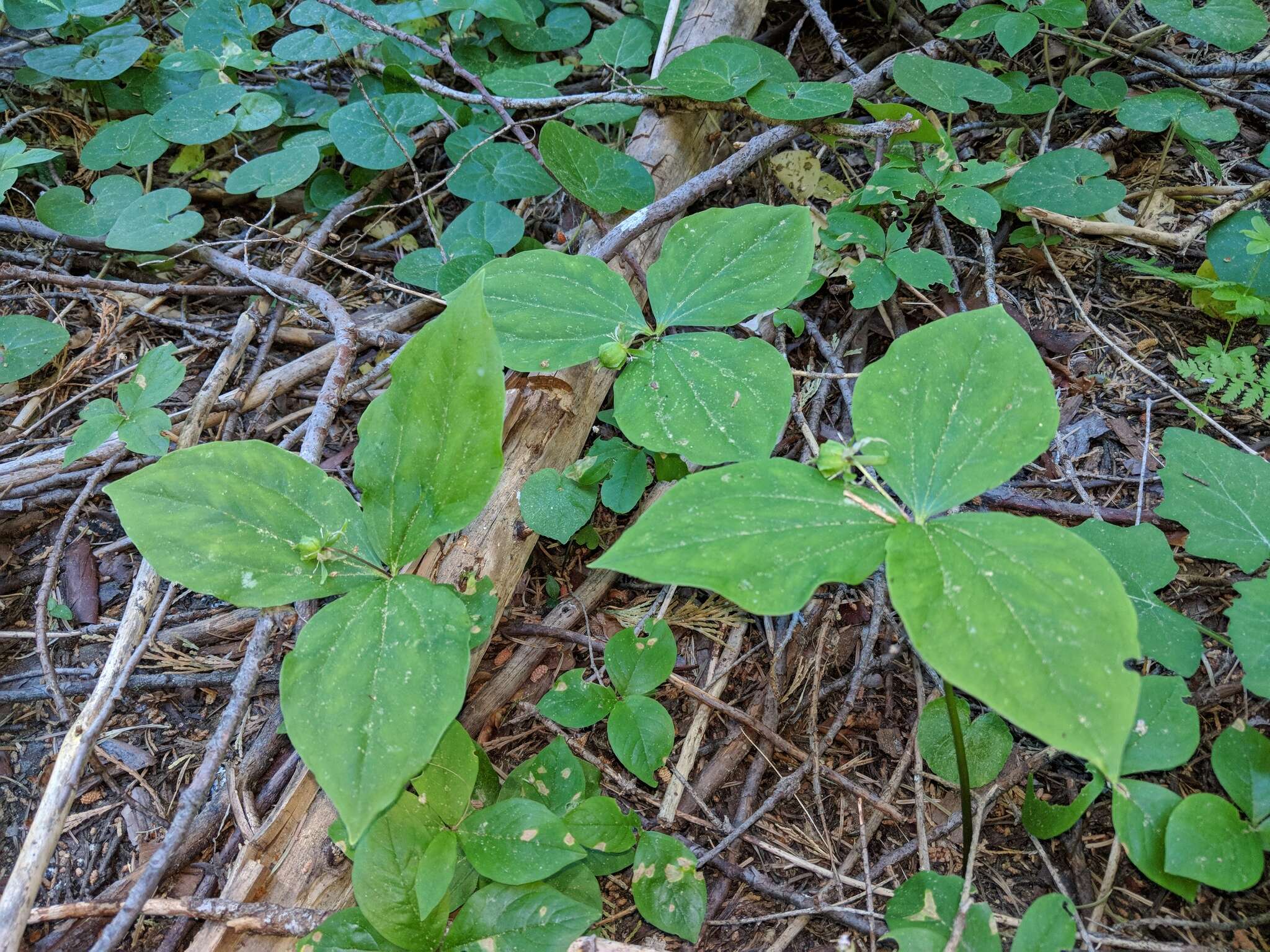 Image of Oettinger's trillium