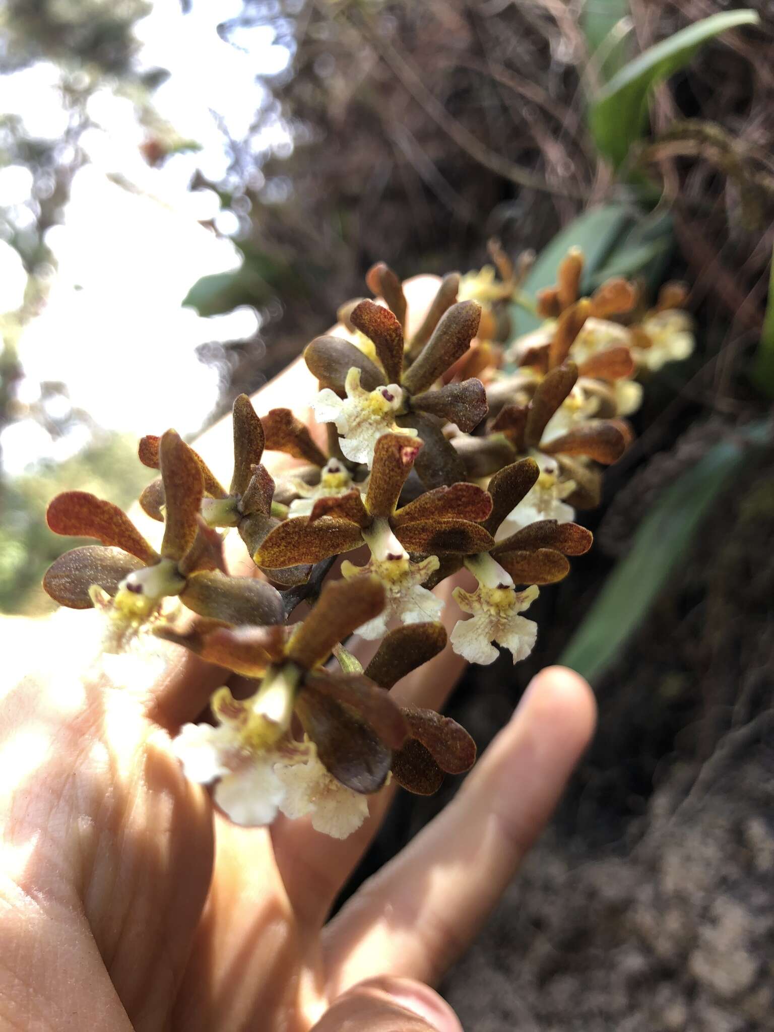 Слика од Prosthechea varicosa (Bateman ex Lindl.) W. E. Higgins