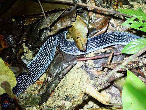 Image of Blue Coral Snake