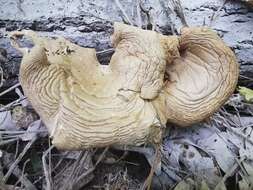 Image of Branched Oyster Mushroom