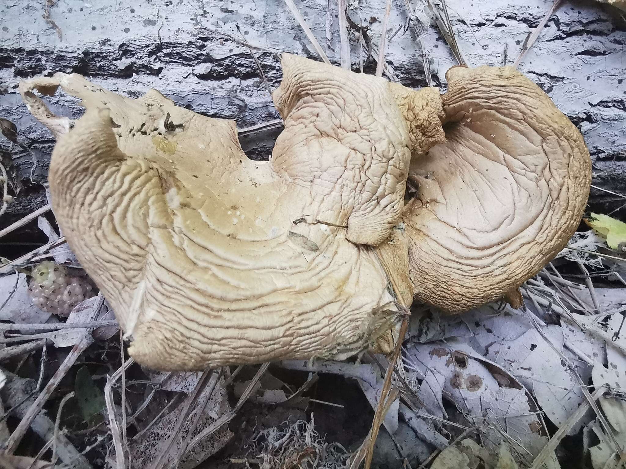 Imagem de Pleurotus cornucopiae (Paulet) Rolland 1910