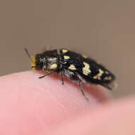 Image de Acmaeodera vernalis Barr 1972