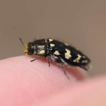 Image de Acmaeodera vernalis Barr 1972