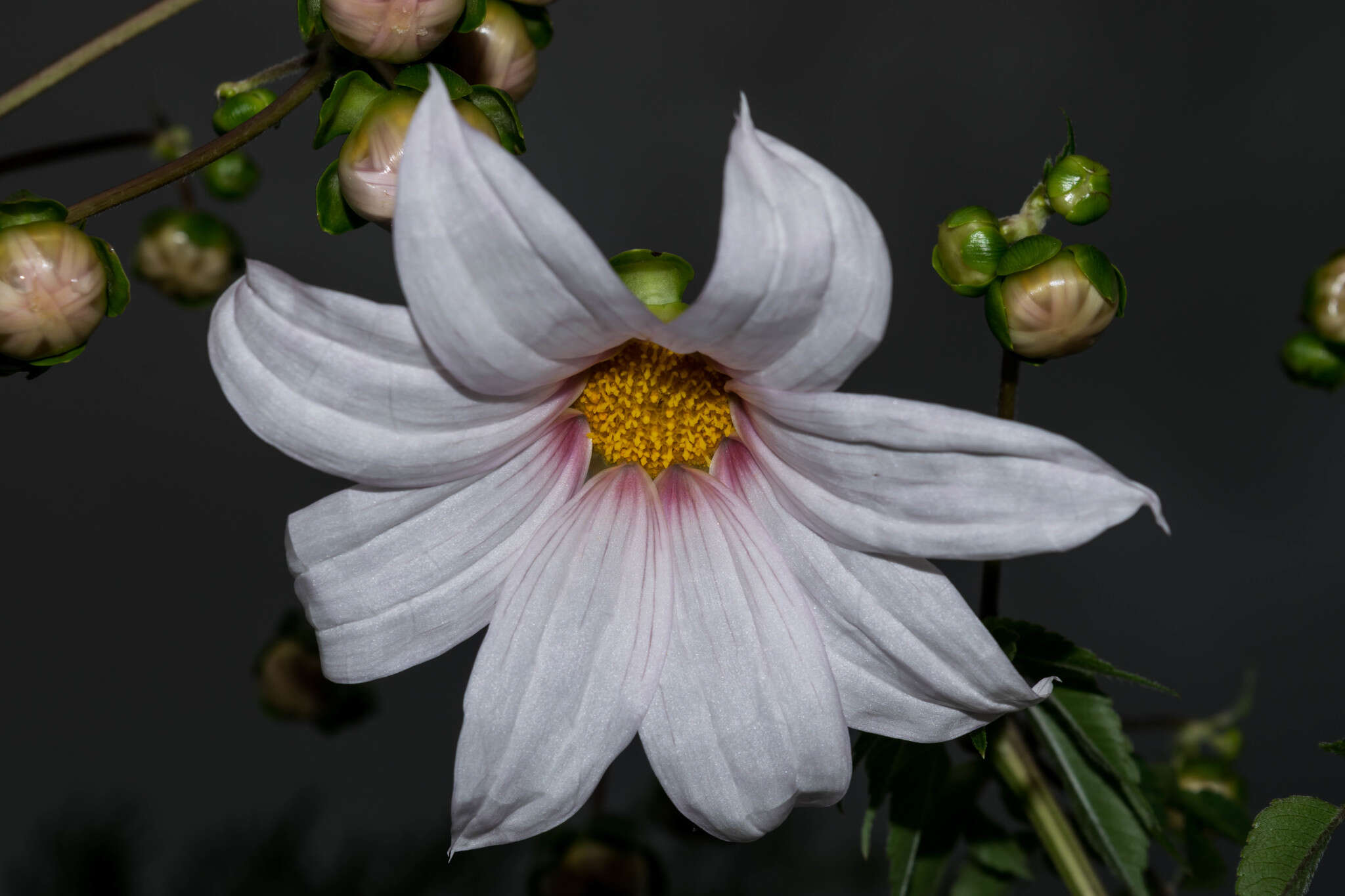 Image of Dahlia campanulata Saar, P. D. Sørensen & Hjert.