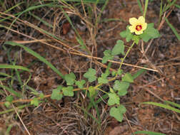 Image of Hibiscus schinzii Gürke ex Schinz