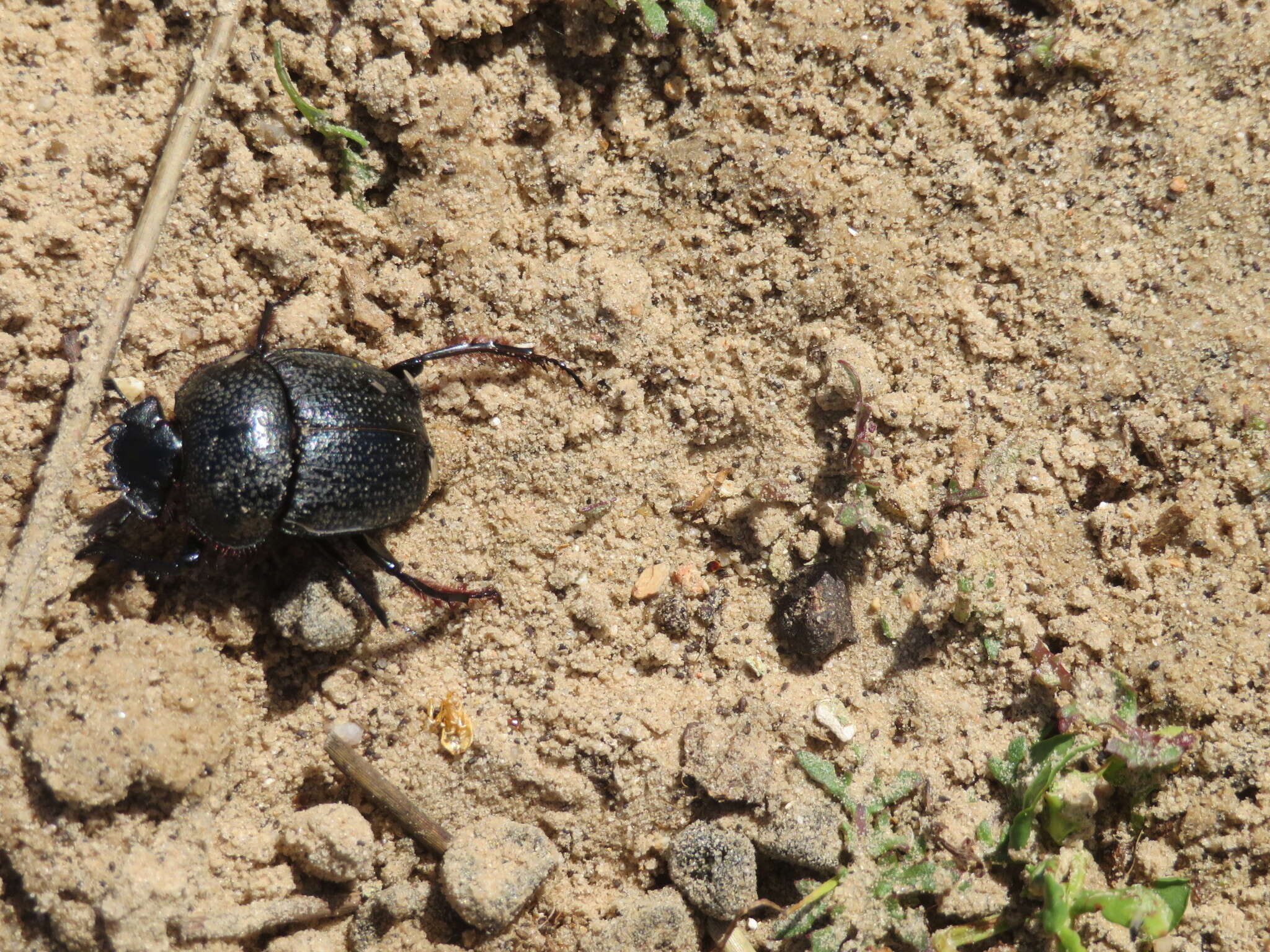 Image of Scarabaeus rugosus (Hausmann 1807)