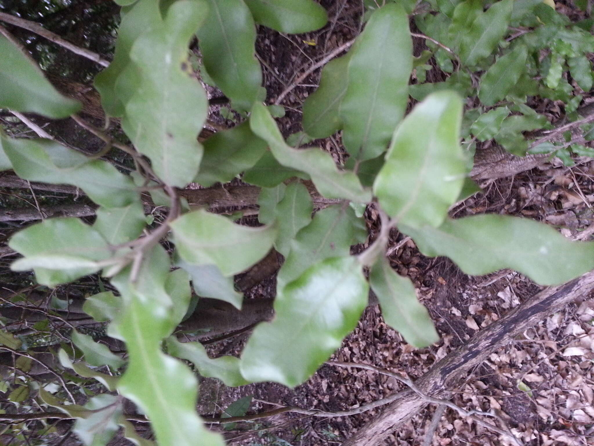 Image de Olearia albida Hook. fil.