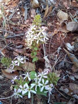 Image de Combretum albiflorum (Tul.) C. C. H. Jongkind