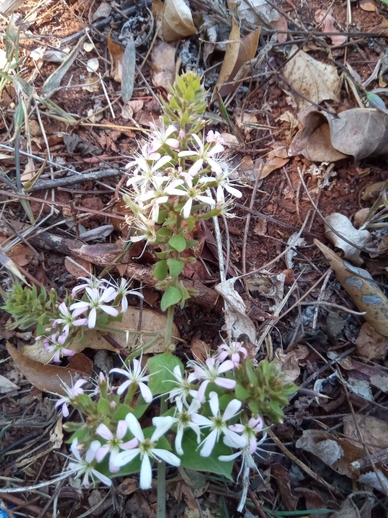 Image of Combretum albiflorum (Tul.) C. C. H. Jongkind