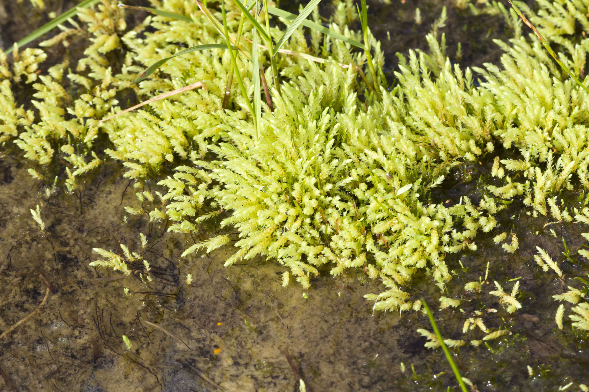 Image of Wahlenberg's pohlia moss