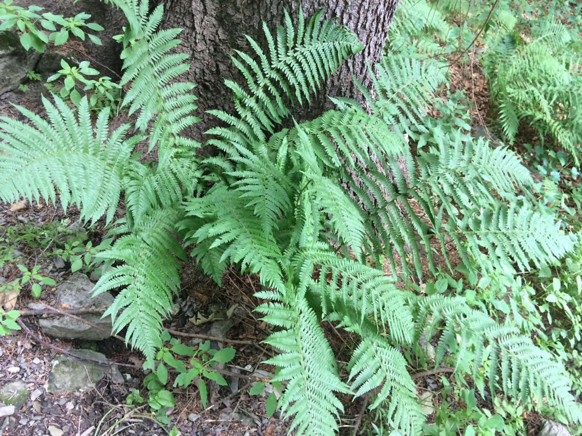 暗鳞鳞毛蕨的圖片