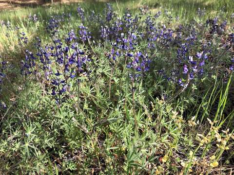 Image of fleshy lupine