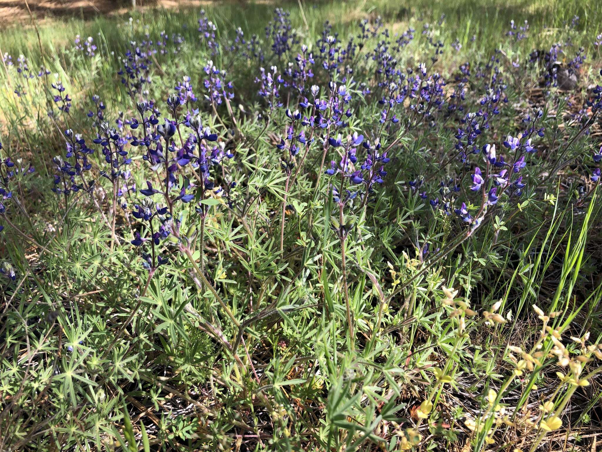 Sivun Lupinus affinis J. Agardh kuva