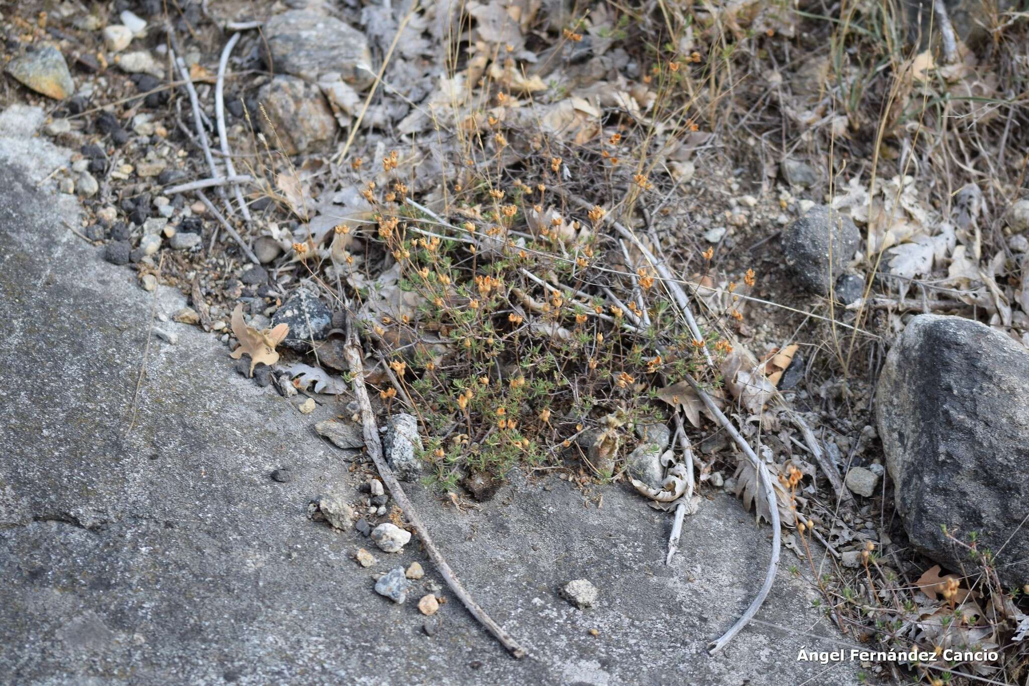 Image of Halimium umbellatum subsp. umbellatum