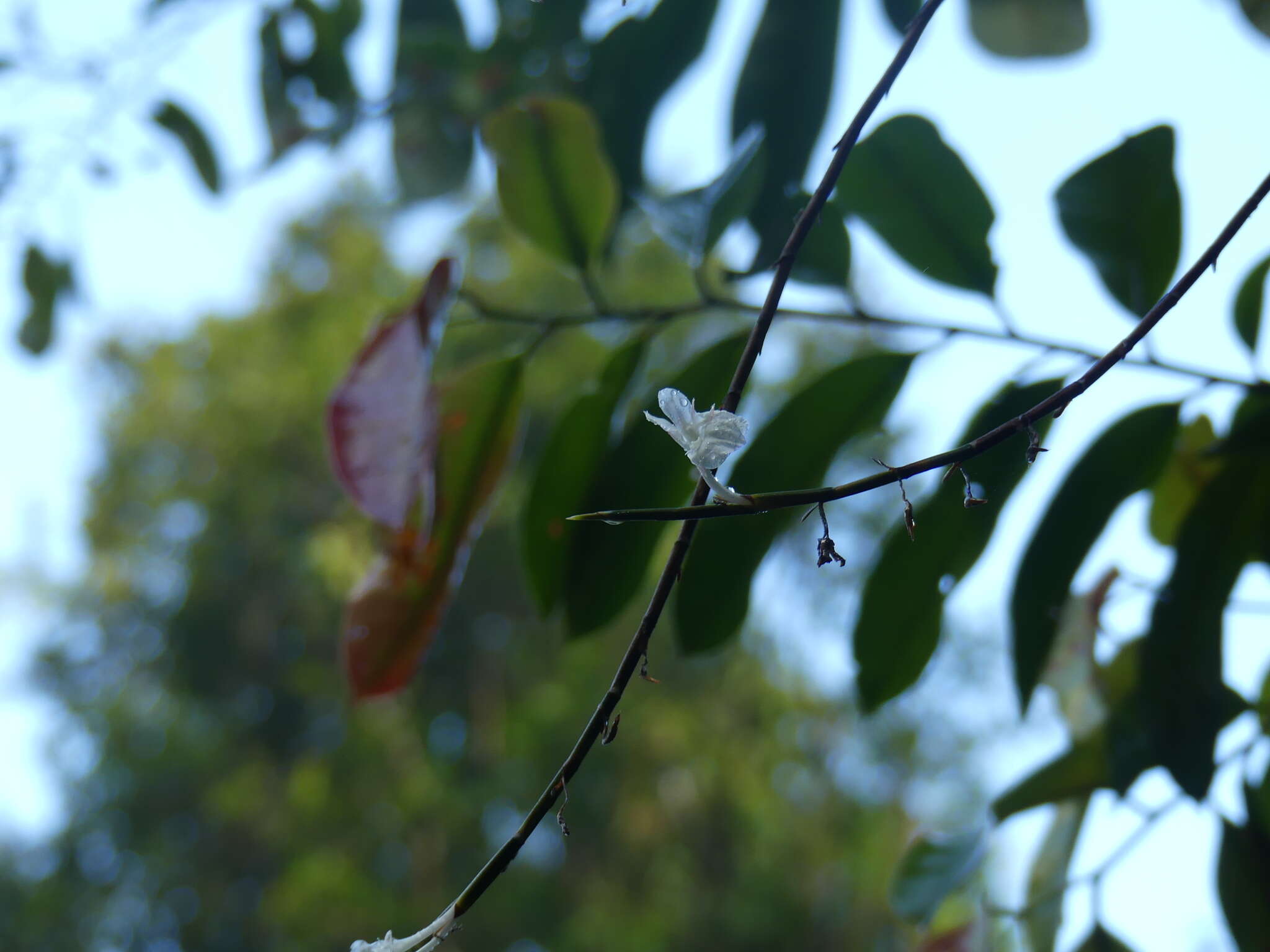 Plancia ëd Ischnosiphon centricifolius L. Andersson