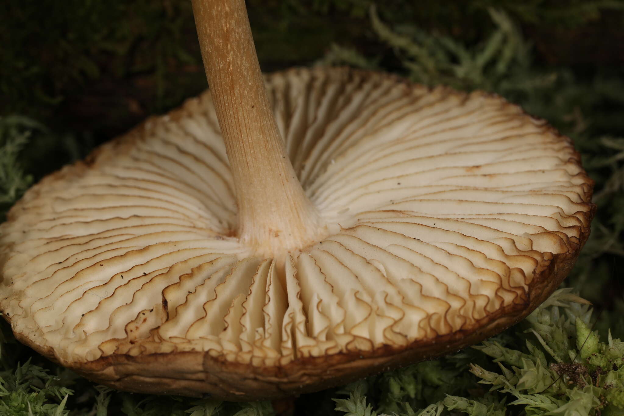 Image of Hymenopellis rubrobrunnescens (Redhead, Ginns & Shoemaker) R. H. Petersen 2010