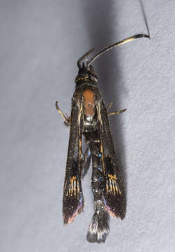 Image of Virginia Creeper Clearwing