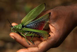 صورة Phymateus (Phymateus) viridipes Stål 1873