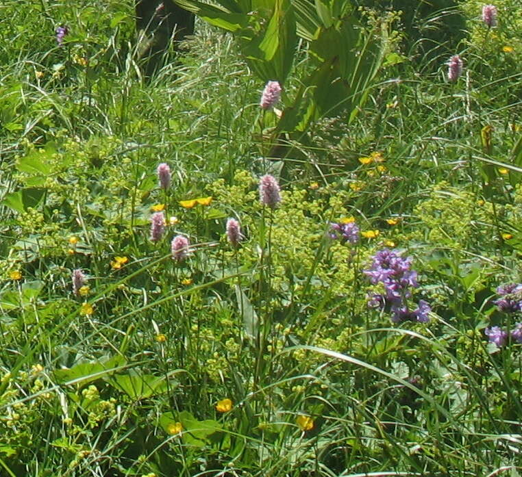 Image of Bistorta officinalis subsp. carnea (C. Koch) Sojak.