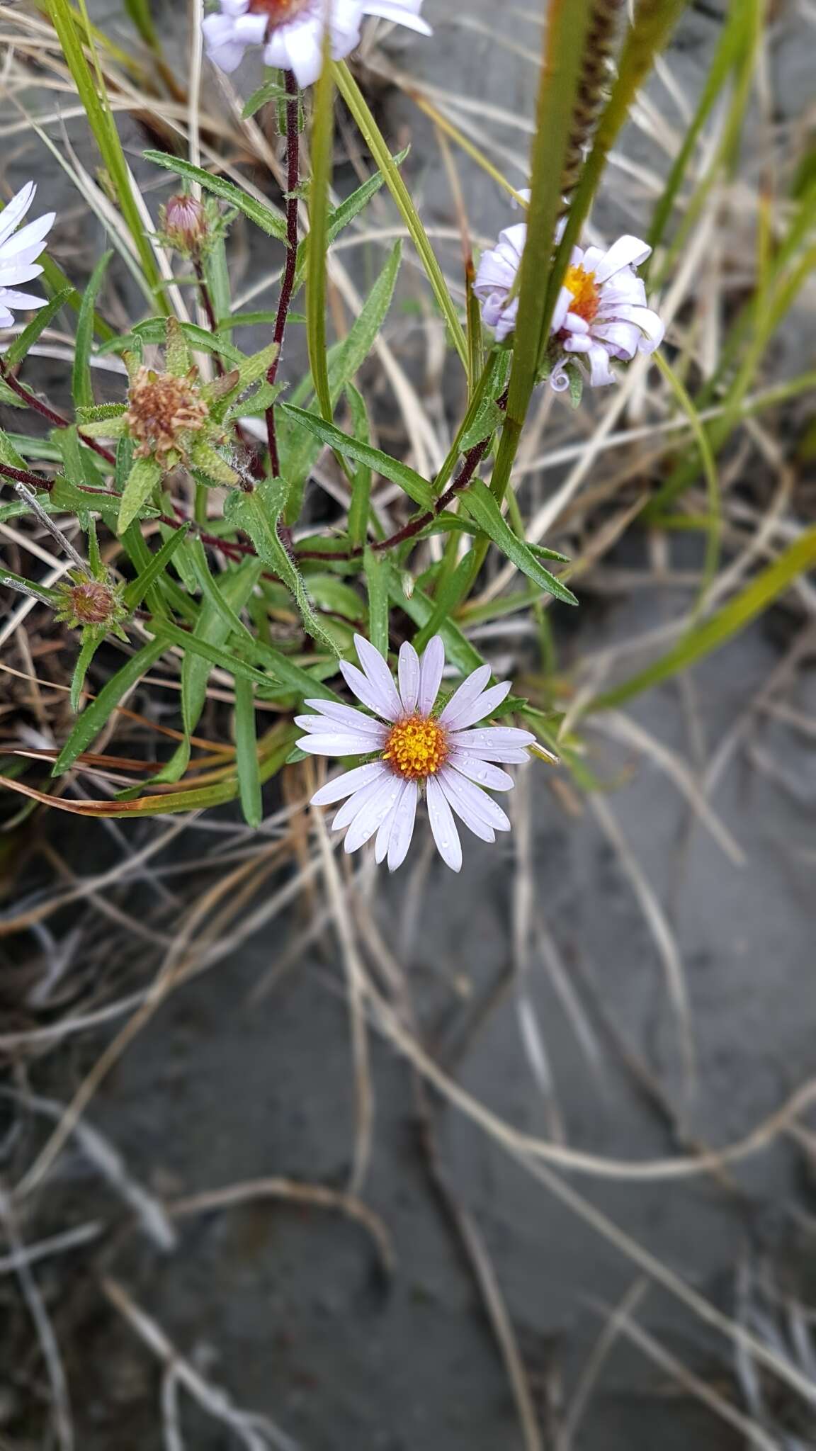 صورة Symphyotrichum yukonense (Cronq.) G. L. Nesom