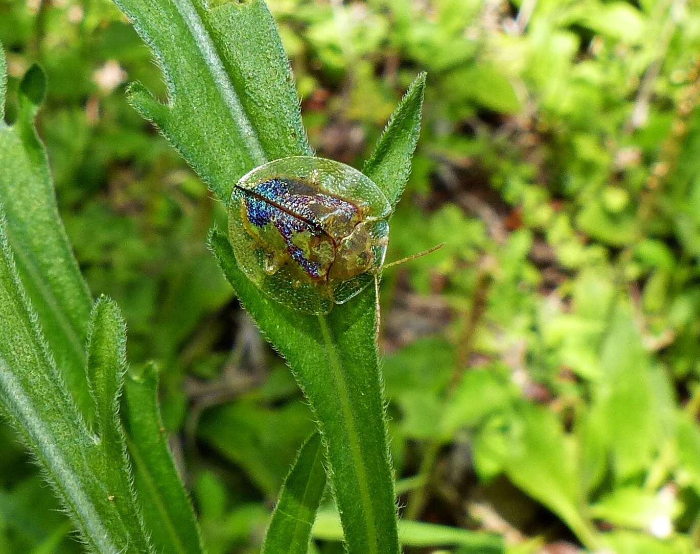 Sivun Coptocycla (Psalidonota) contemta (Boheman 1855) kuva