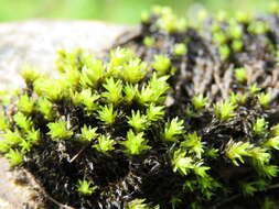 Image of aquatic racomitrium moss