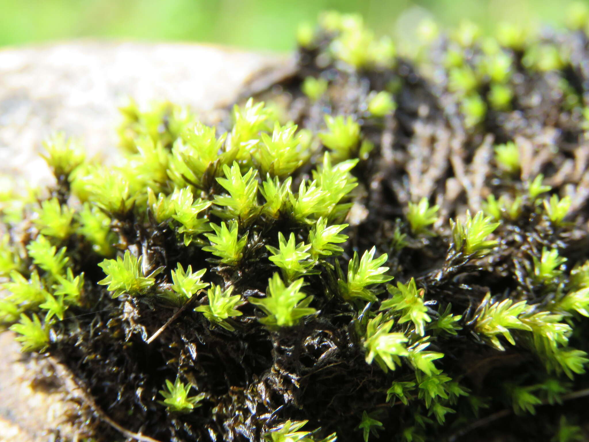 Image of aquatic racomitrium moss