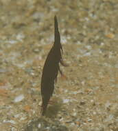Image of Holthuis urchin shrimp