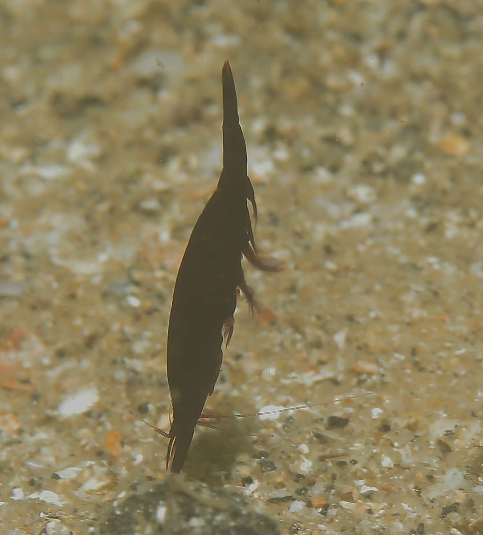 Image of Holthuis urchin shrimp